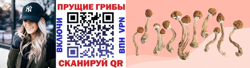 Псилоцибиновые грибы Psilocybe Петропавловск-Камчатский